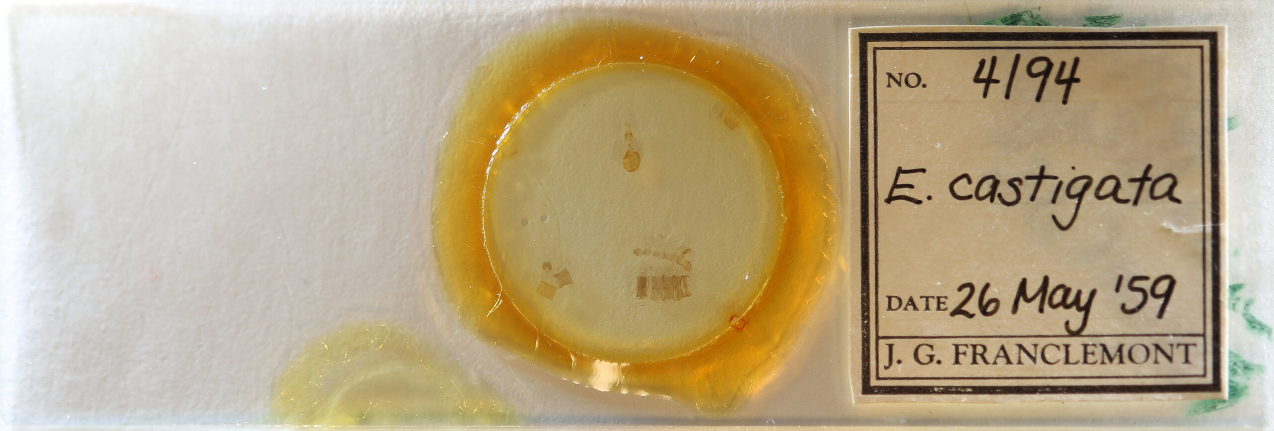 slide view of adult Eupithecia subfuscata