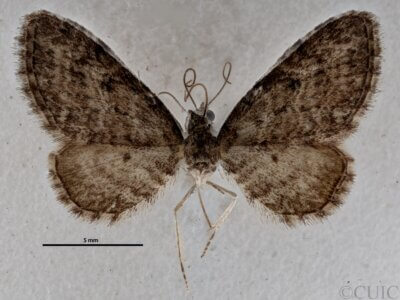 dorsal view of adult Eupithecia subfuscata