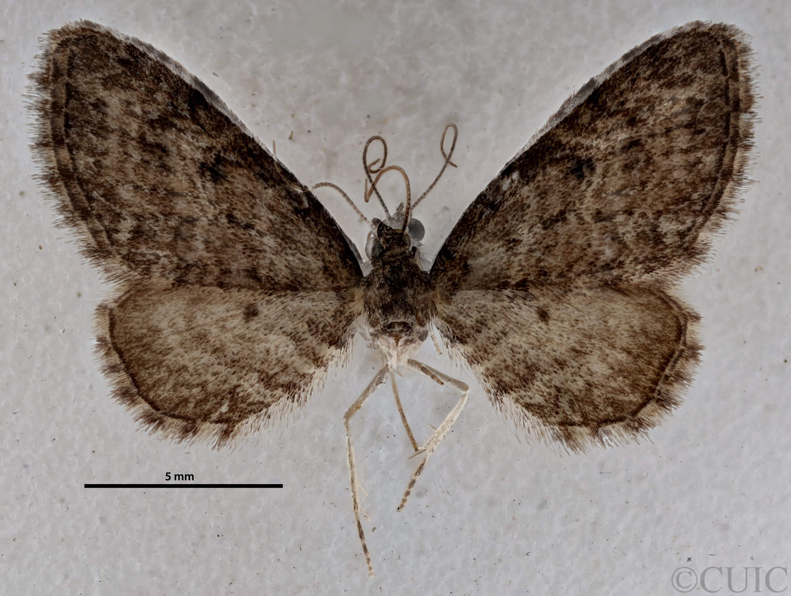 dorsal view of adult Eupithecia subfuscata