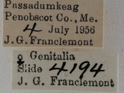 label view of adult Eupithecia subfuscata