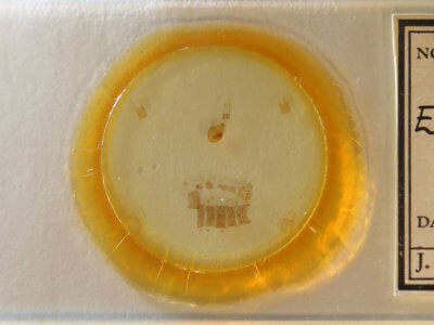 slide view of adult Eupithecia satyrata