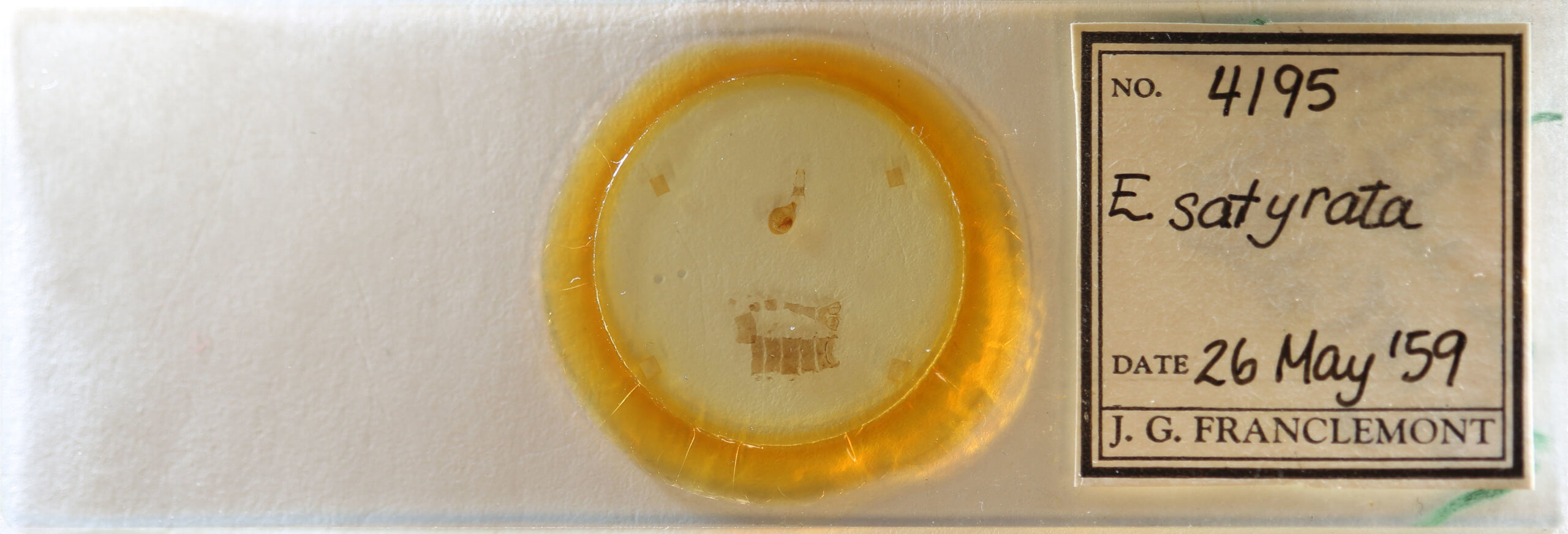 slide view of adult Eupithecia satyrata