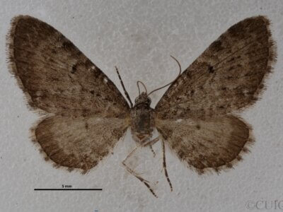 dorsal view of adult Eupithecia satyrata