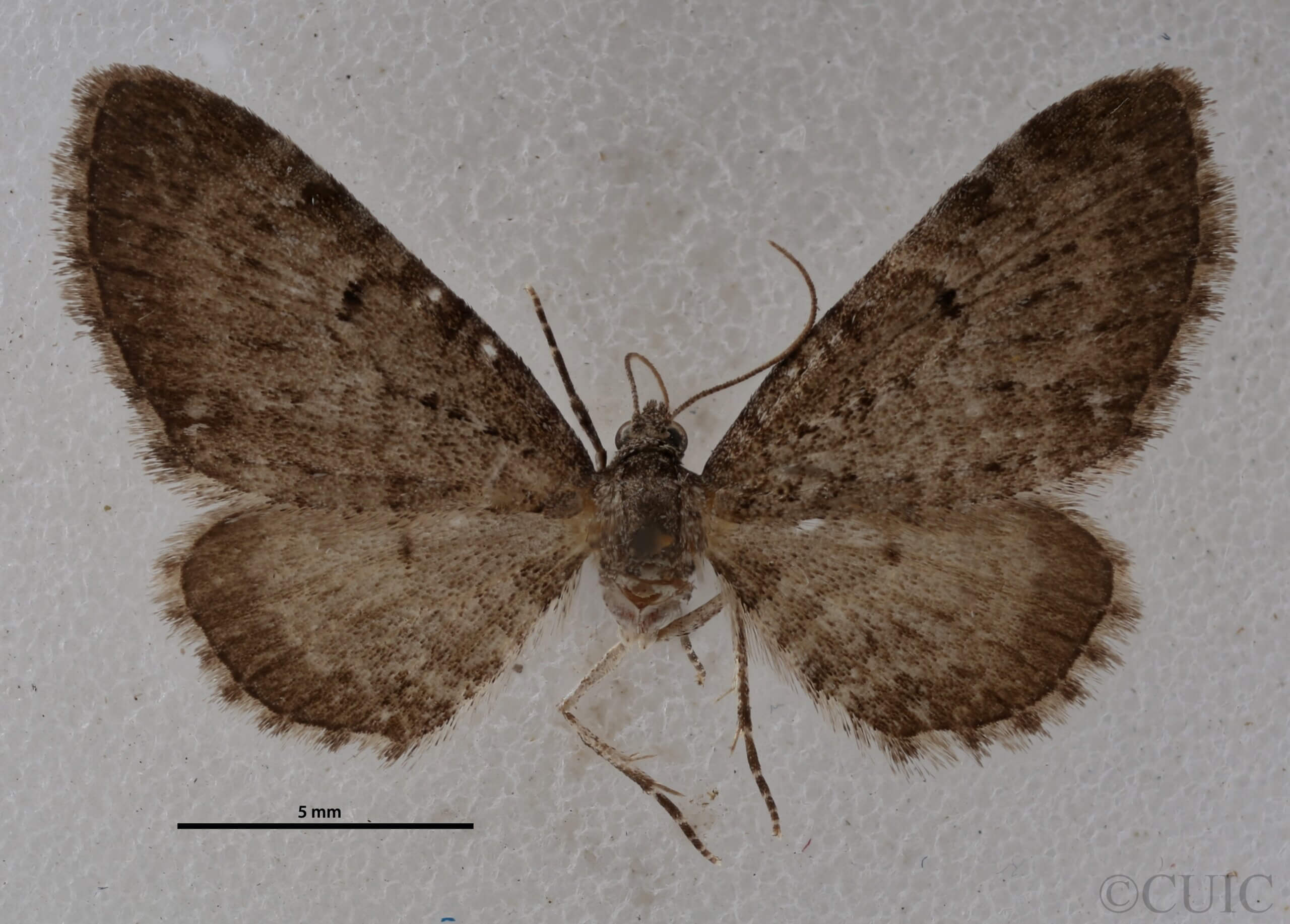 dorsal view of adult Eupithecia satyrata