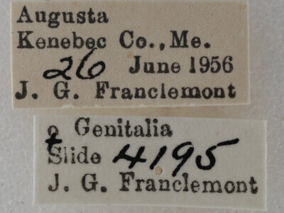 label view of adult Eupithecia satyrata