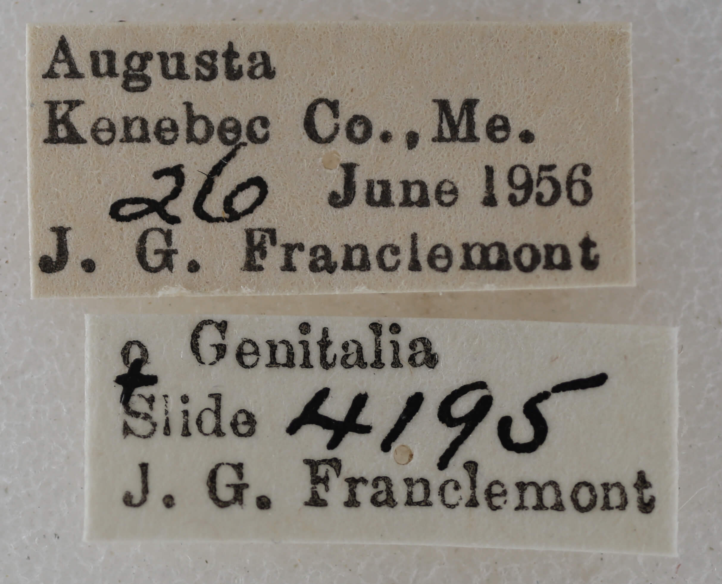 label view of adult Eupithecia satyrata