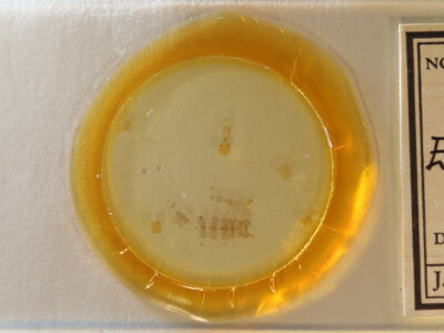 slide view of adult Eupithecia anticaria