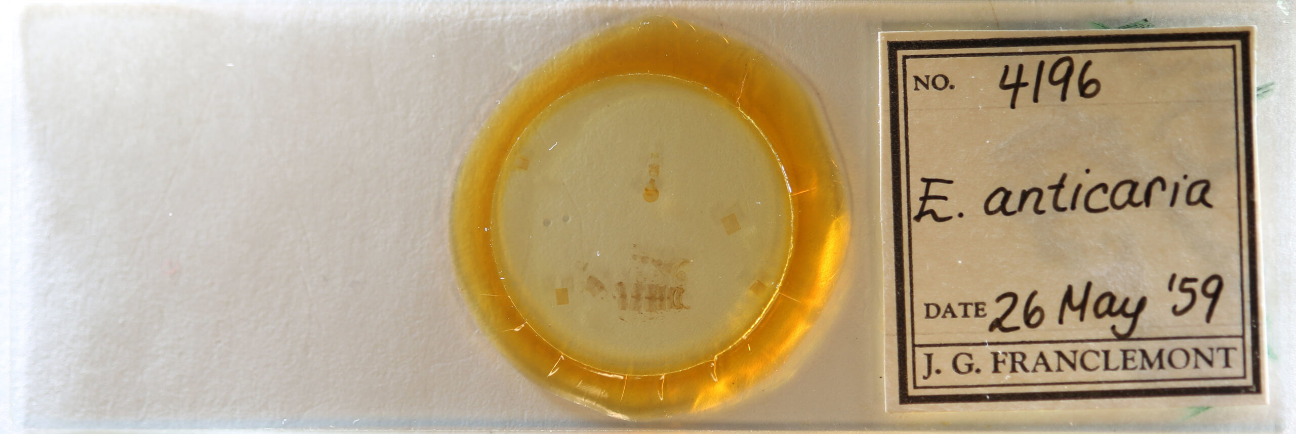 slide view of adult Eupithecia anticaria