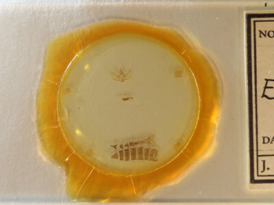 slide view of adult Eupithecia gelidata