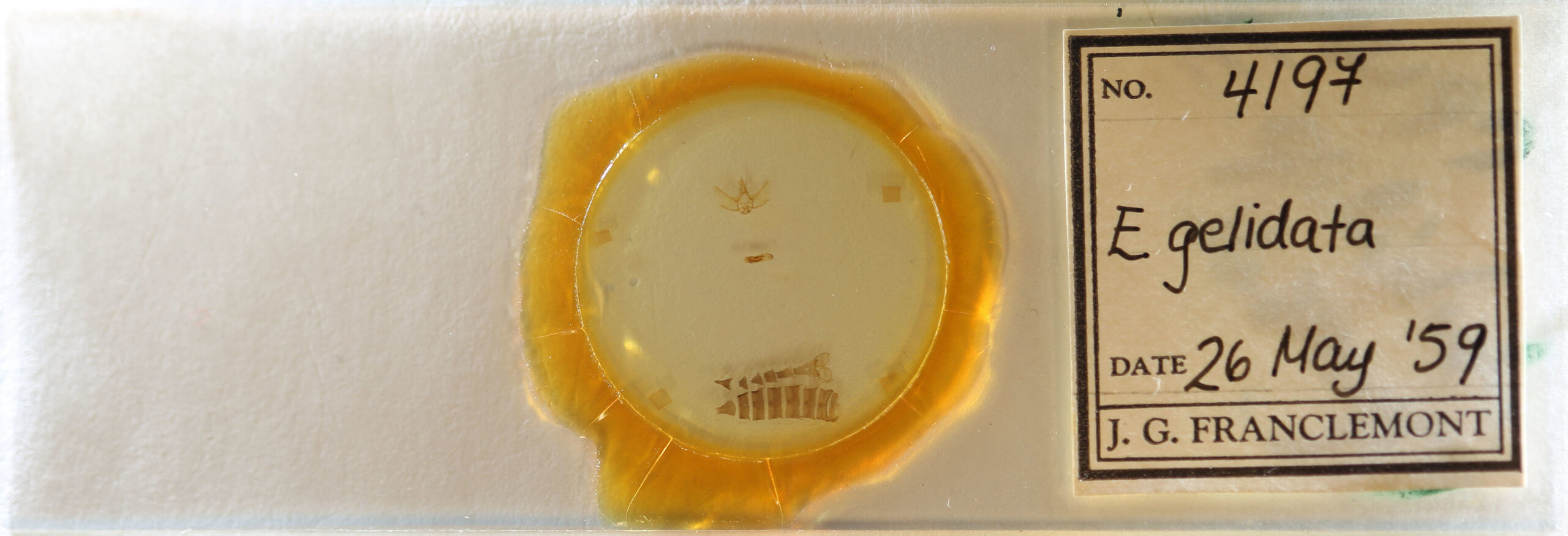 slide view of adult Eupithecia gelidata