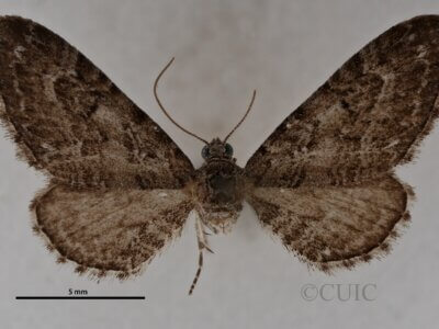 dorsal view of adult Eupithecia gelidata