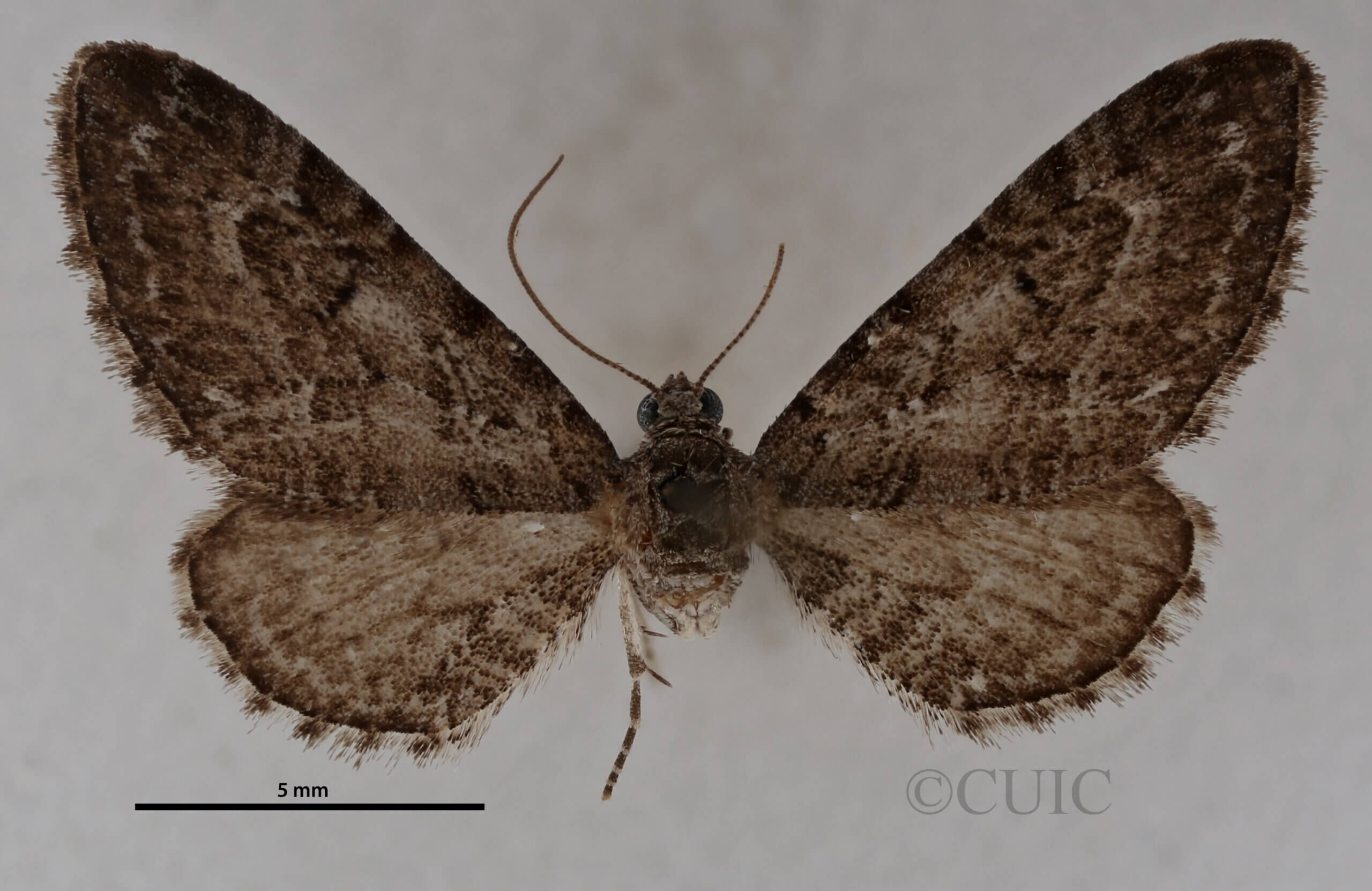dorsal view of adult Eupithecia gelidata