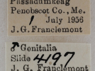 label view of adult Eupithecia gelidata