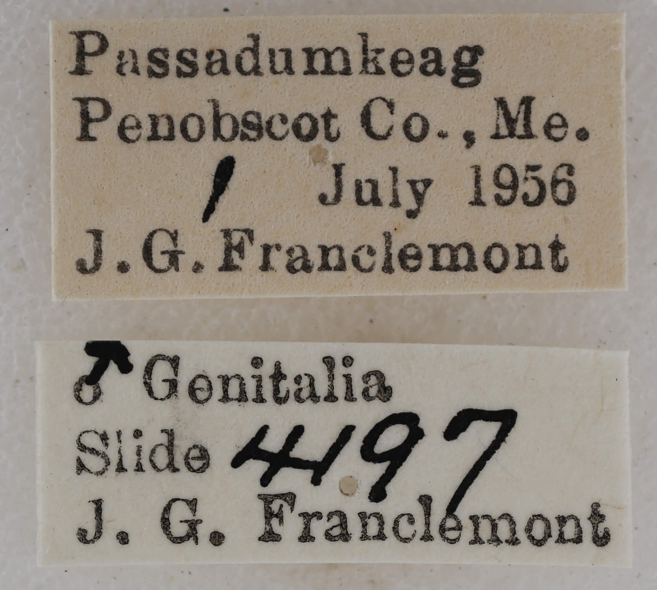 label view of adult Eupithecia gelidata