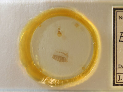 slide view of adult Eupithecia russeliata