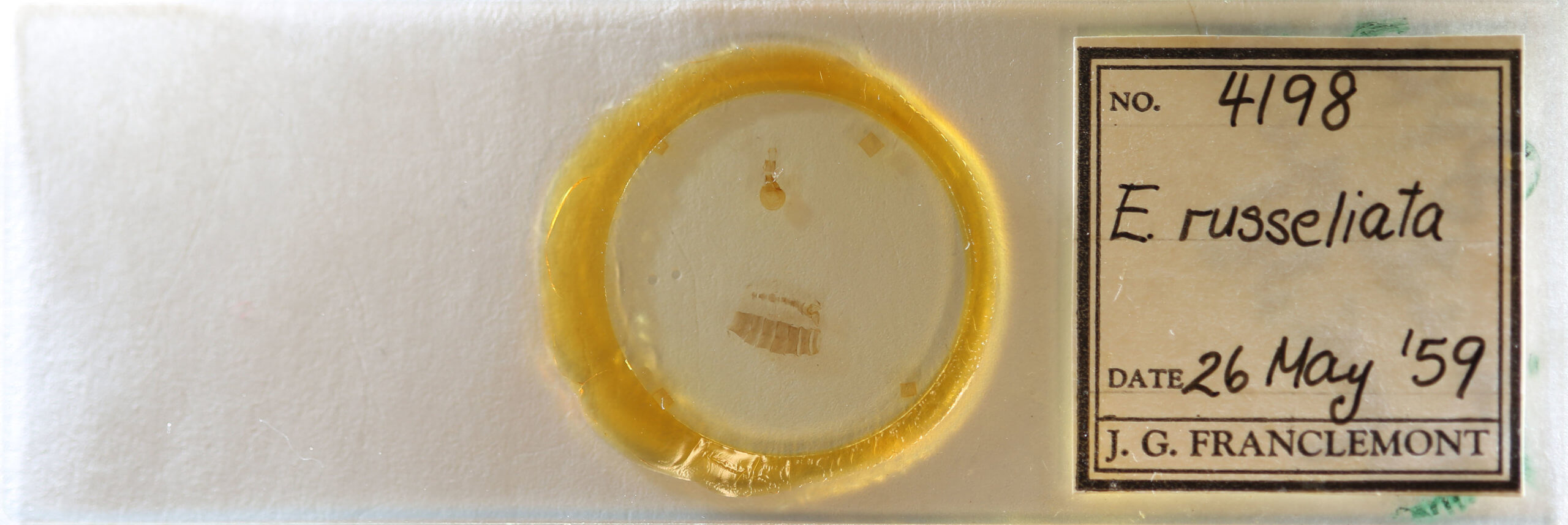 slide view of adult Eupithecia russeliata