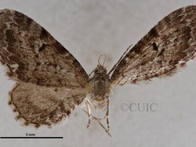 dorsal view of adult Eupithecia russeliata