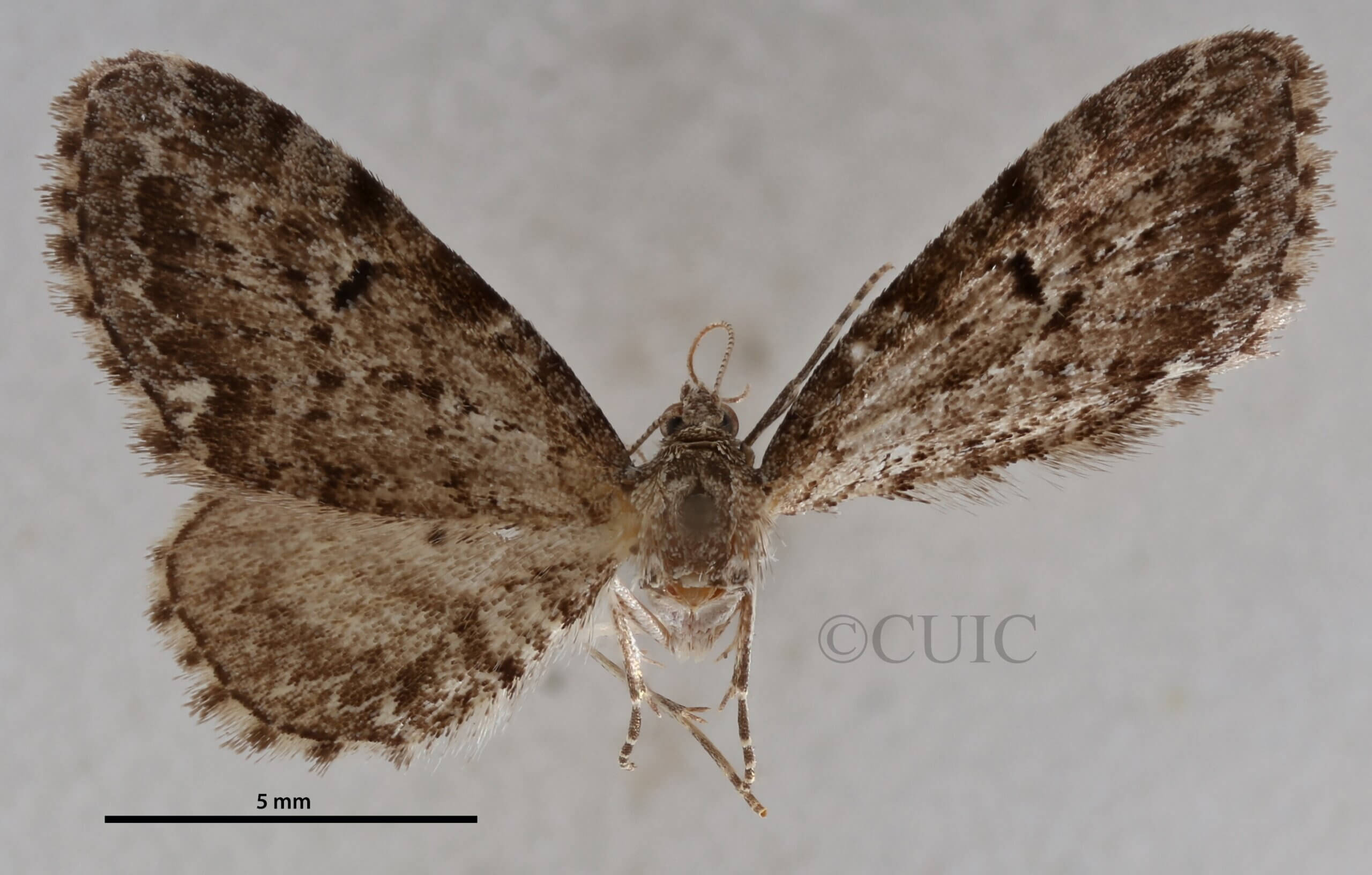 dorsal view of adult Eupithecia russeliata