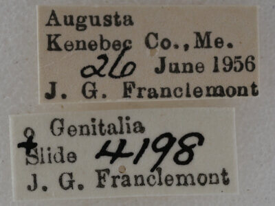 label view of adult Eupithecia russeliata