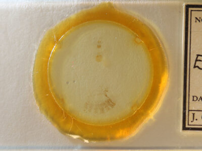 slide view of adult Eupithecia palpata