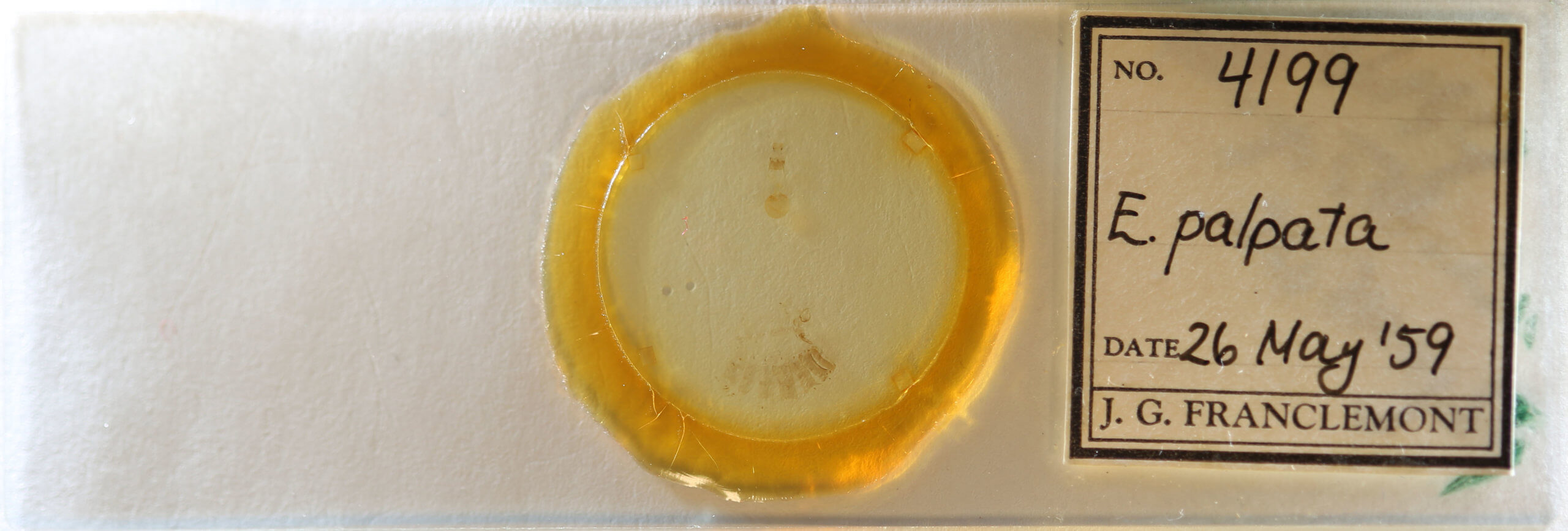 slide view of adult Eupithecia palpata