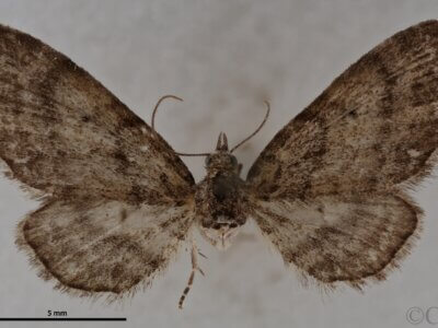 dorsal view of adult Eupithecia palpata