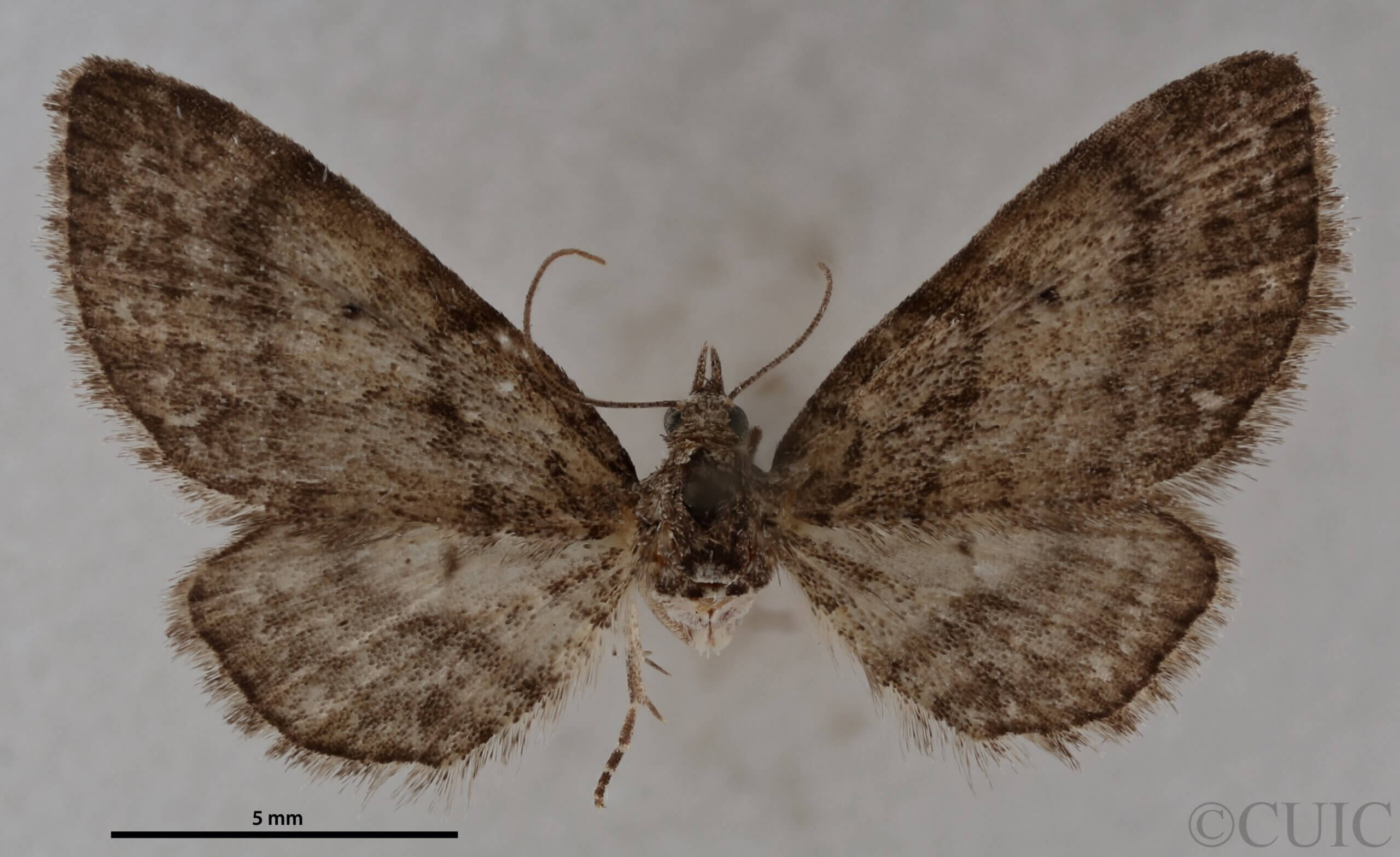 dorsal view of adult Eupithecia palpata