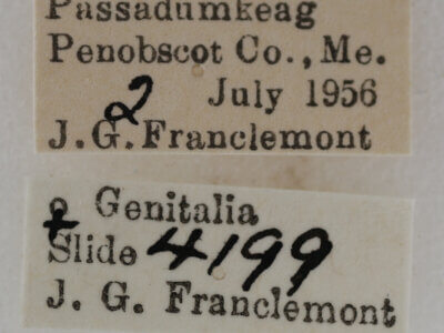 label view of adult Eupithecia palpata