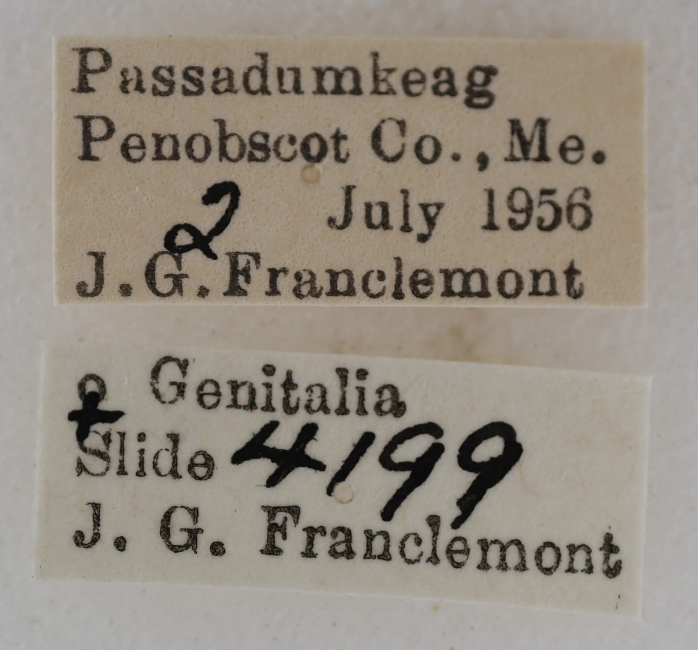 label view of adult Eupithecia palpata