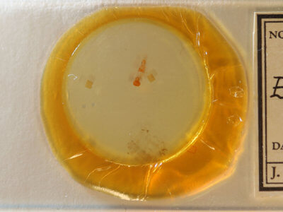 slide view of adult Eupithecia palpata