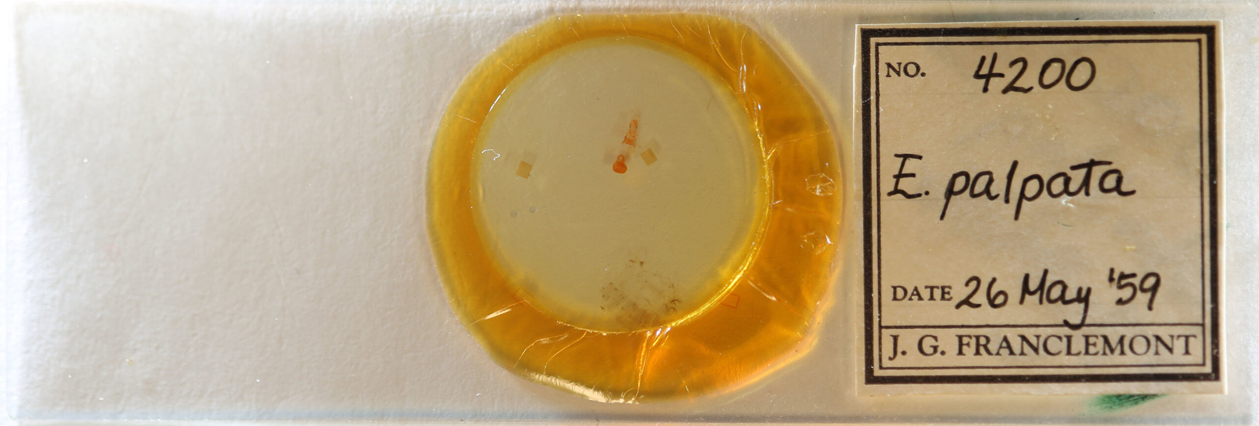 slide view of adult Eupithecia palpata