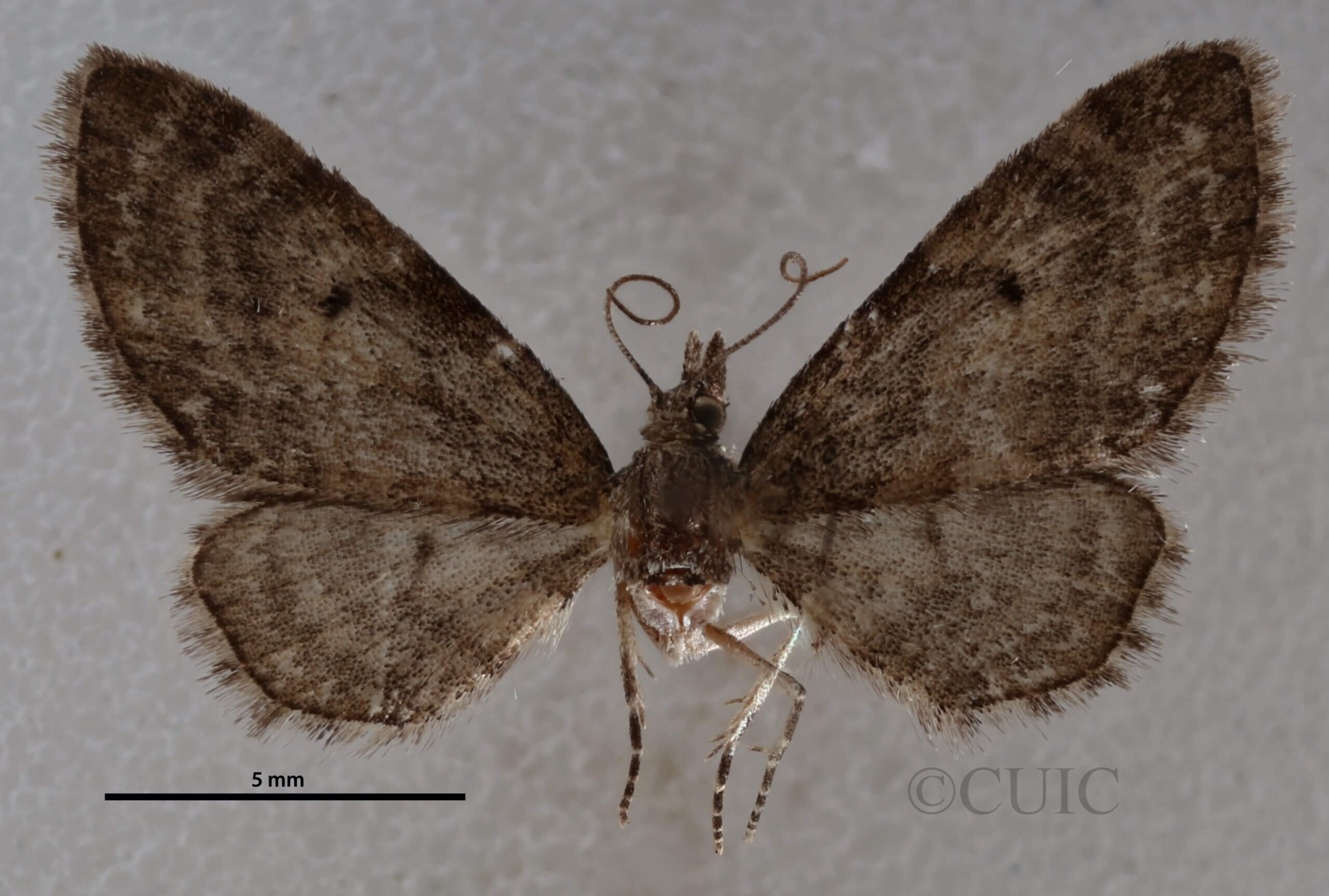 Eupithecia palpata