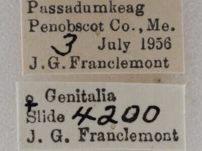 label view of adult Eupithecia palpata