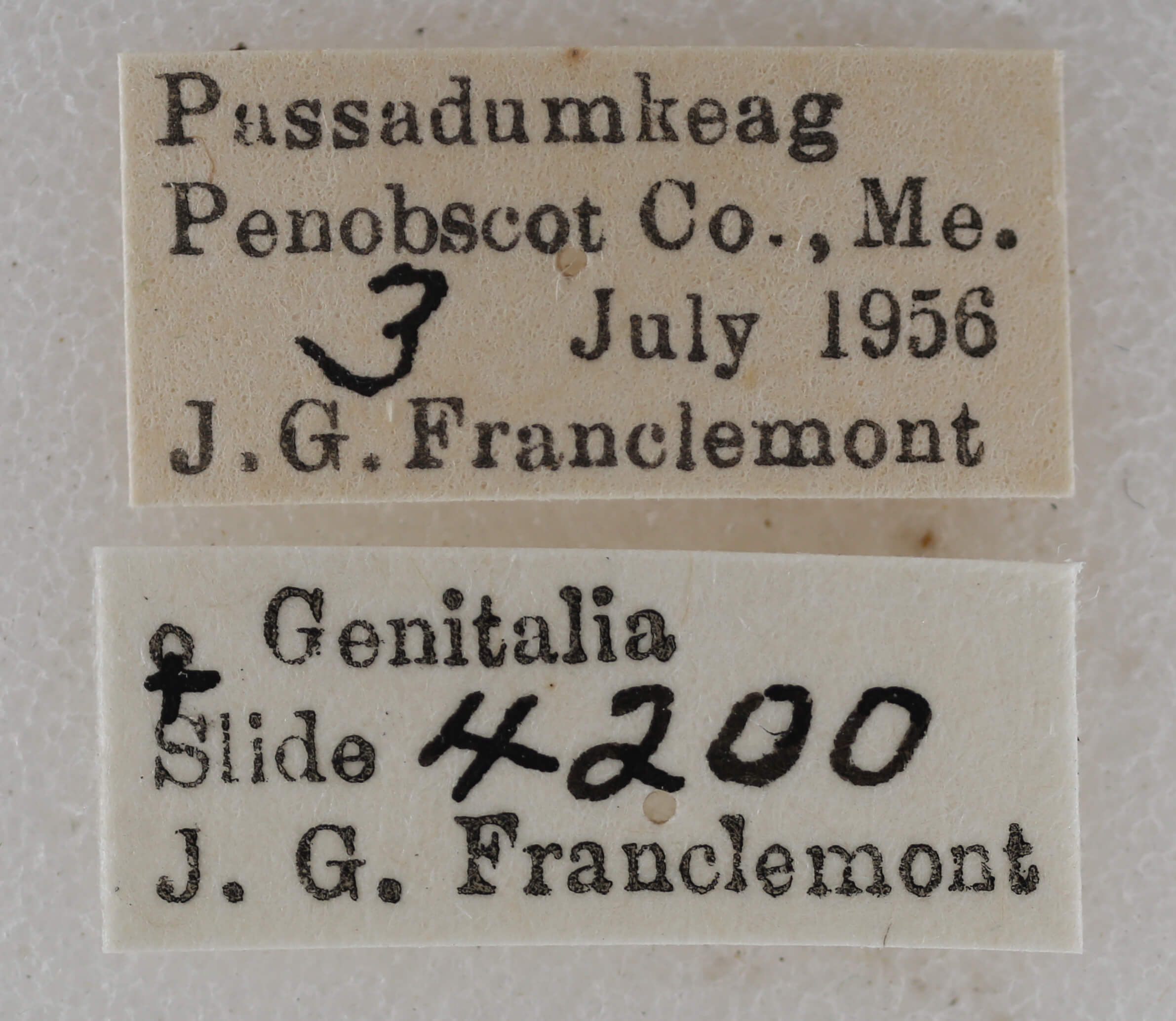 label view of adult Eupithecia palpata