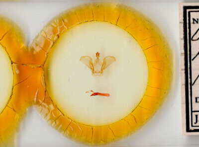 slide view of adult Ianassa pinalensis