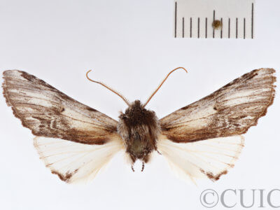 dorsal view of adult Ianassa pinalensis