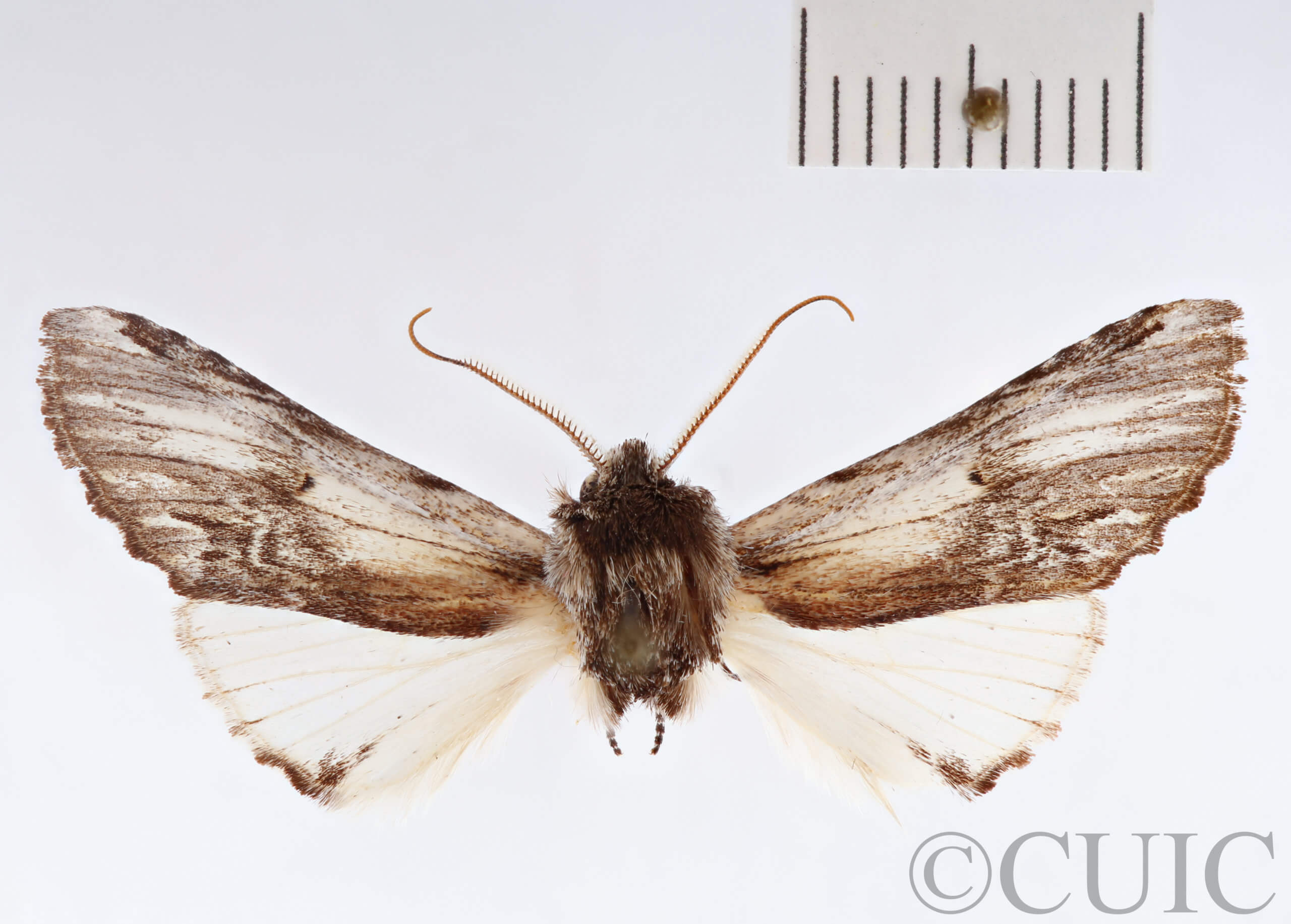 dorsal view of adult Ianassa pinalensis