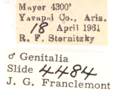 label view of adult Ianassa pinalensis