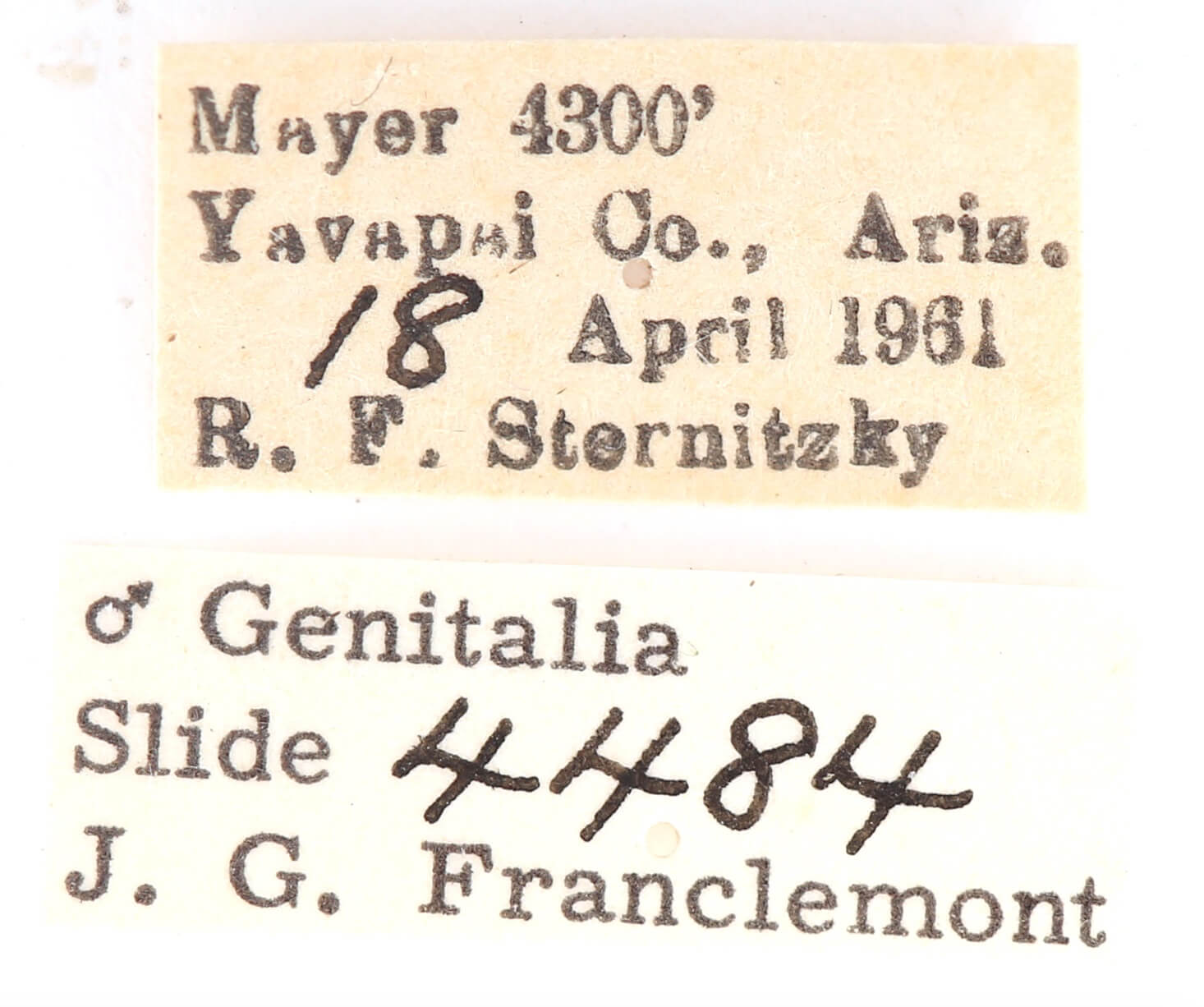 label view of adult Ianassa pinalensis