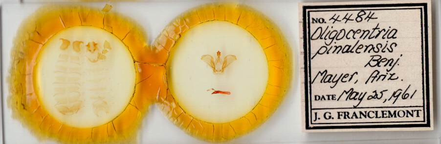 slide view of adult Ianassa pinalensis