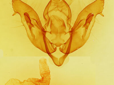 genitalia view of adult Tholera aprophata