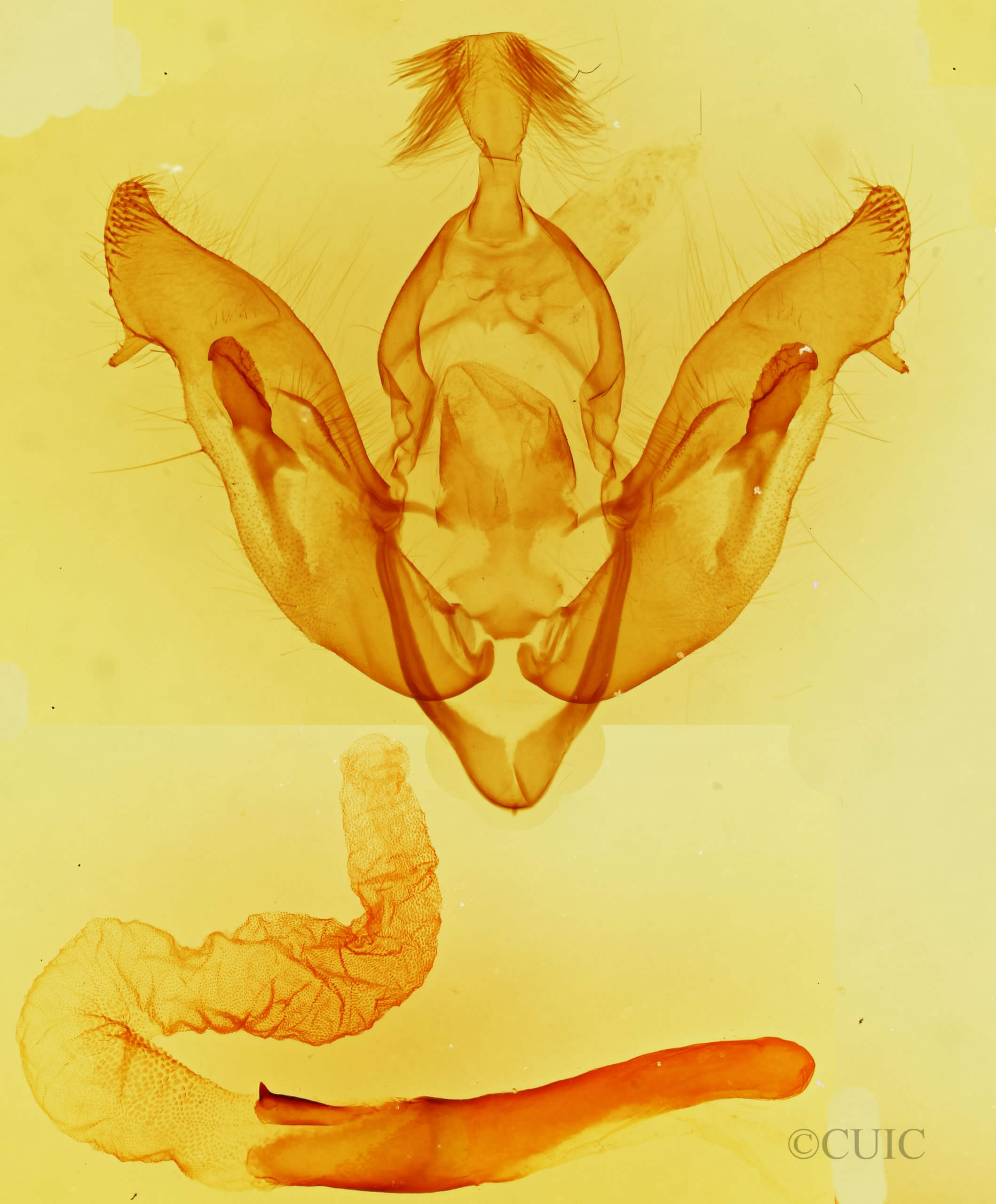 genitalia view of adult Tholera aprophata