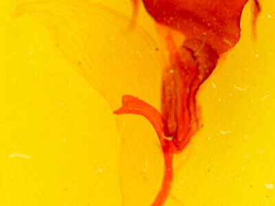genitalia view of adult Tholera aprophata