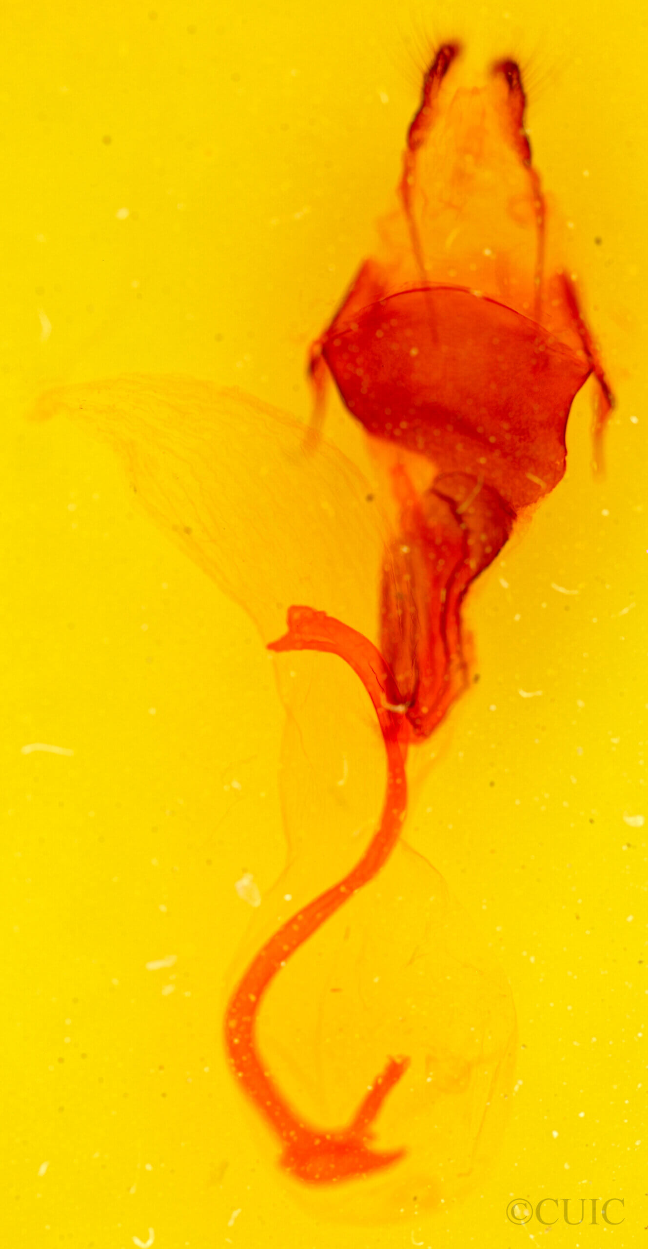 genitalia view of adult Tholera aprophata