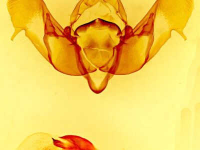 genitalia view of adult Tholera americana