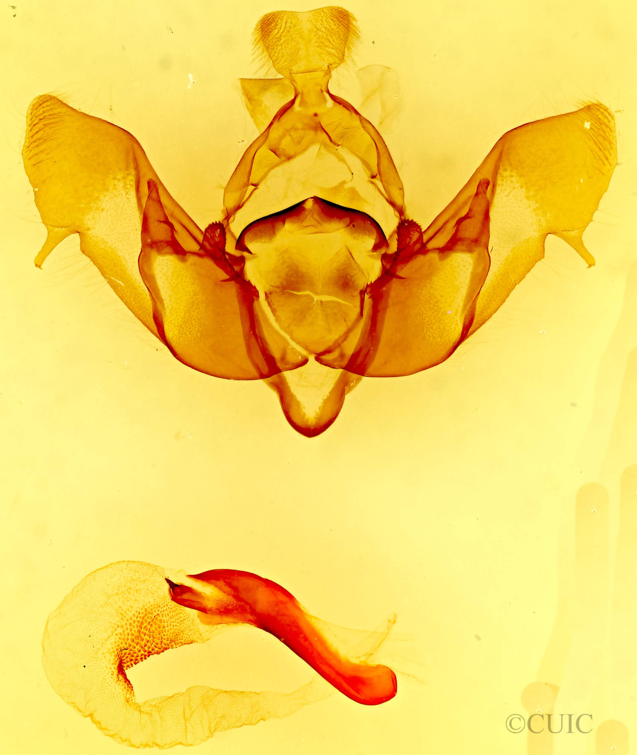 genitalia view of adult Tholera americana