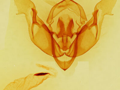 genitalia view of adult Tholera decimalis