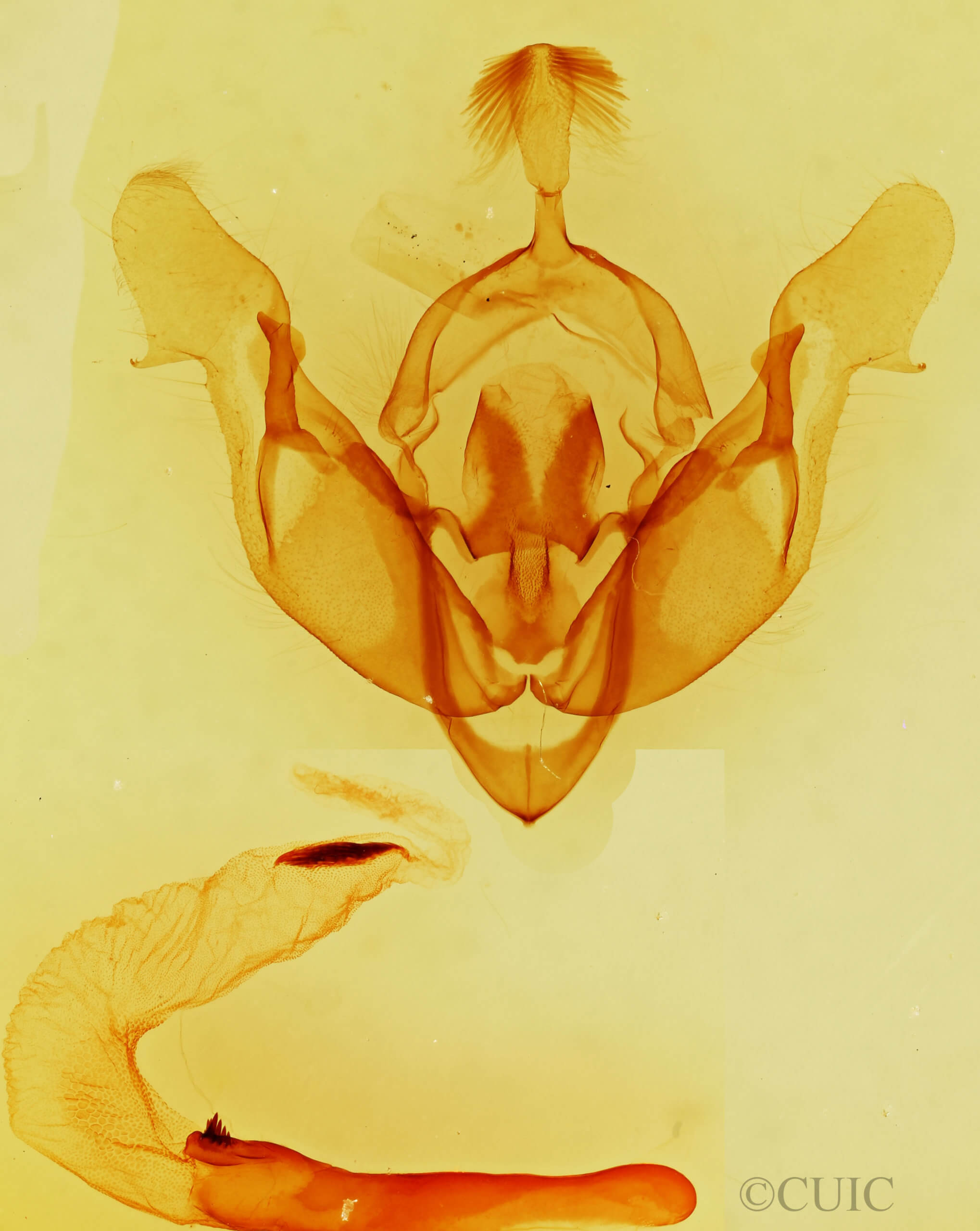 genitalia view of adult Tholera decimalis