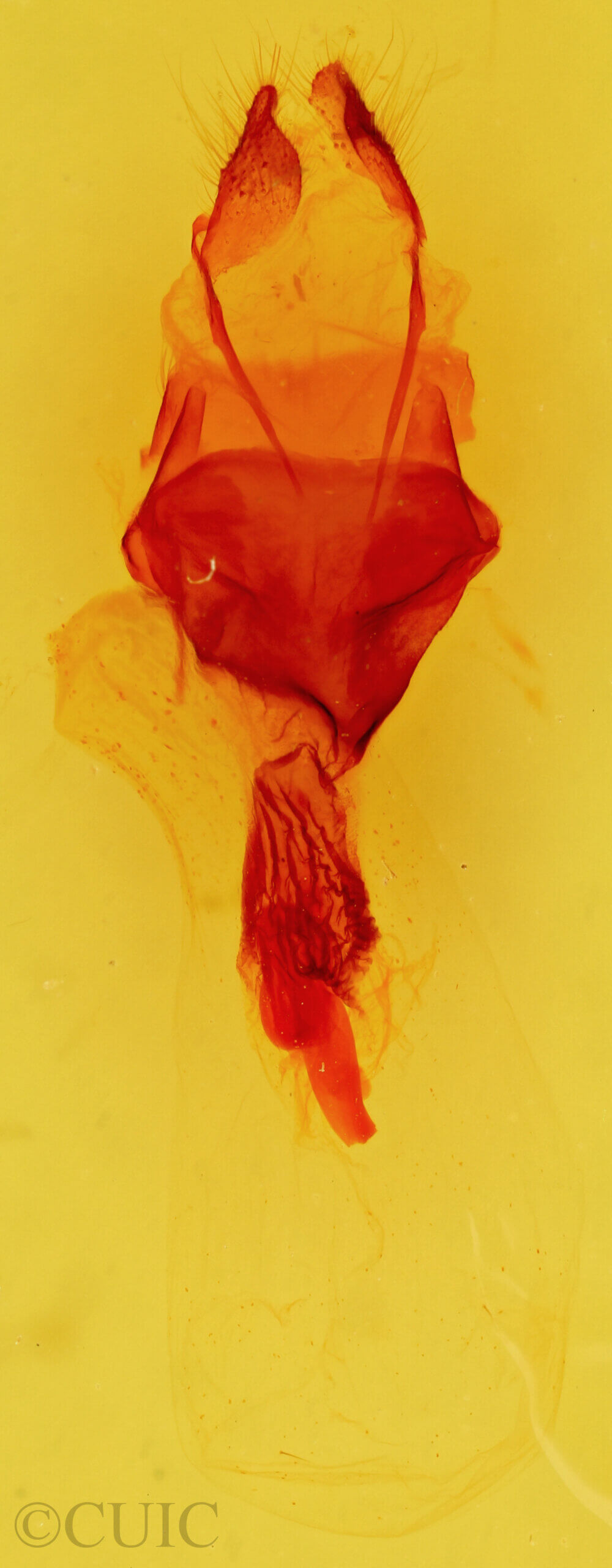 genitalia view of adult Tholera decimalis