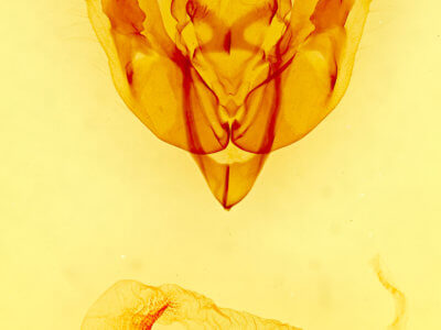 genitalia view of adult Tholera cespitis